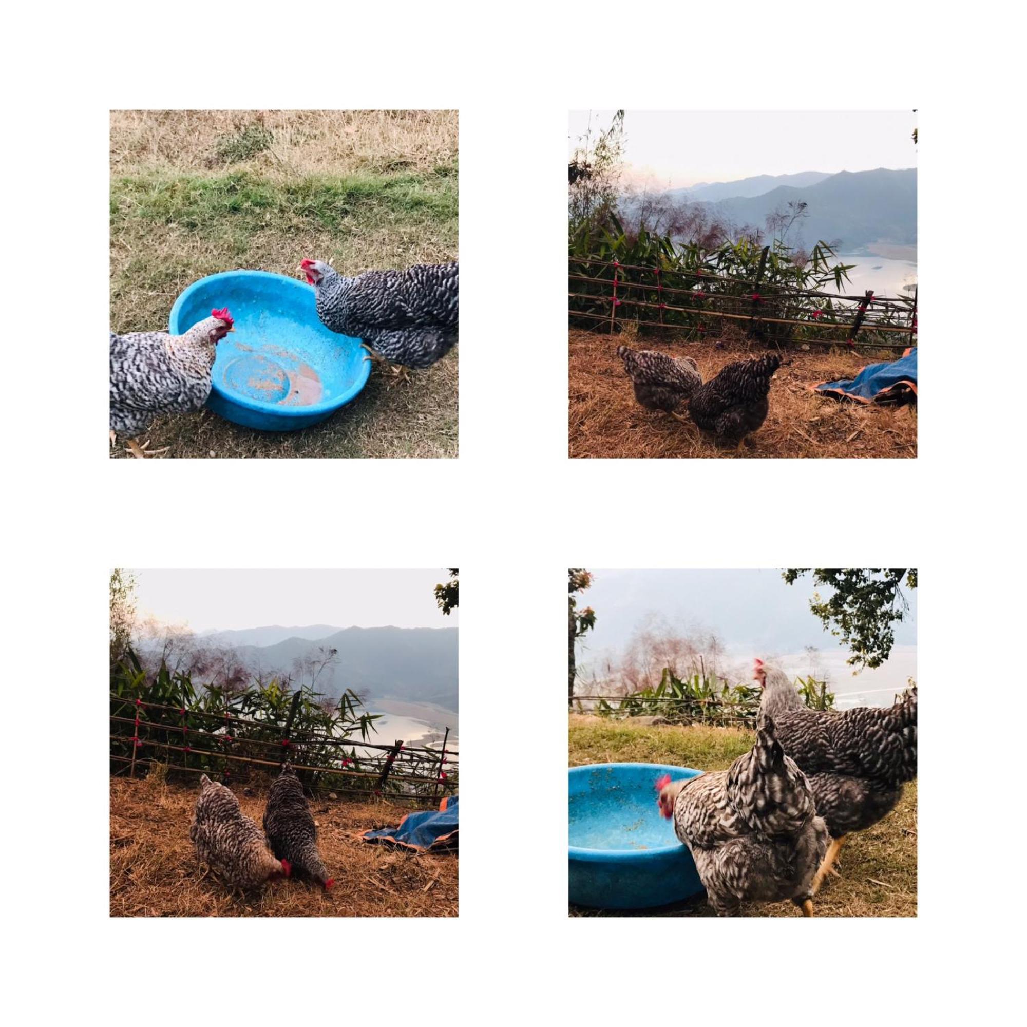 Hom'S Homestay & Farmstay Sarangkot Pokhara Eksteriør bilde
