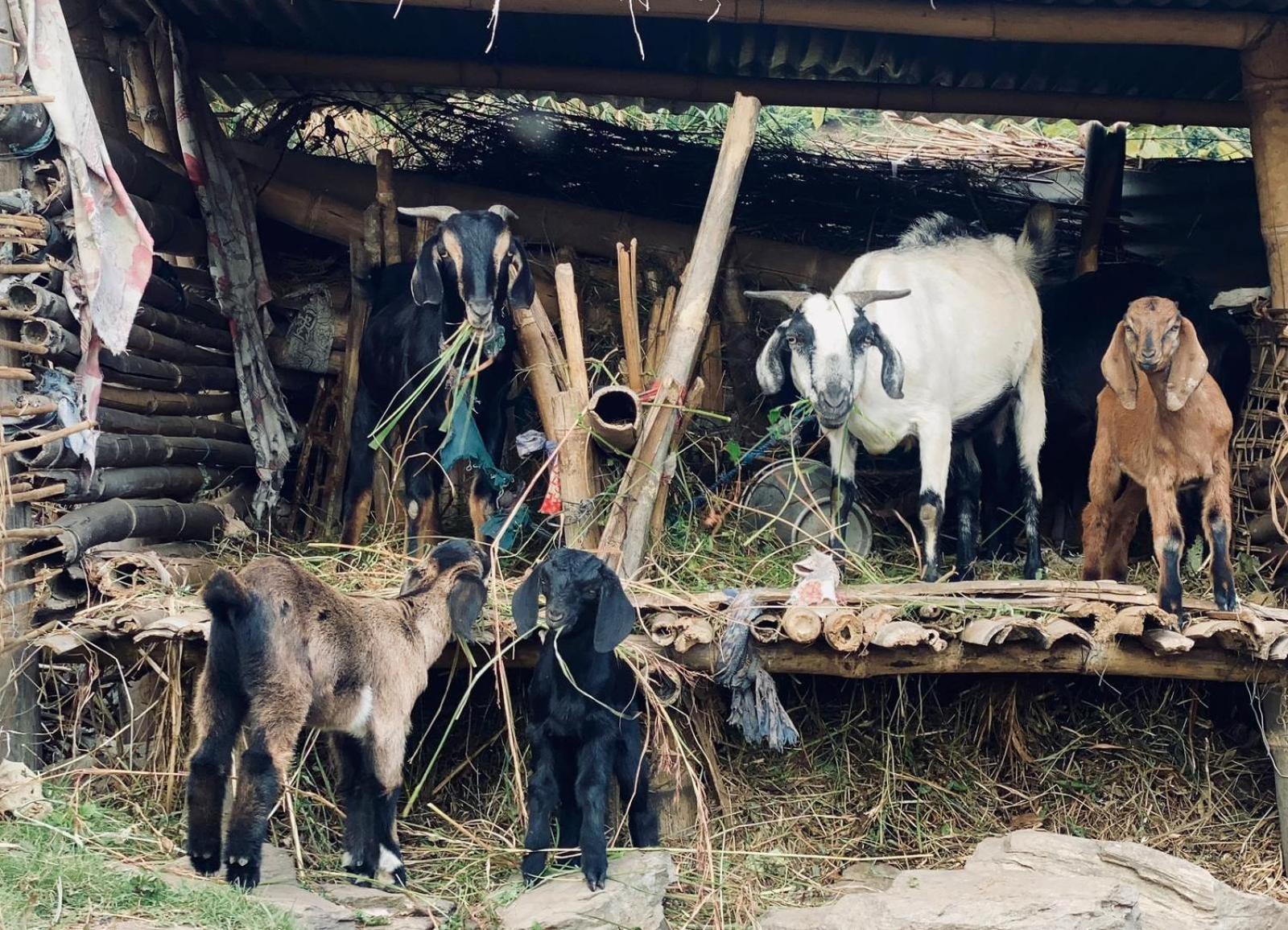 Hom'S Homestay & Farmstay Sarangkot Pokhara Eksteriør bilde