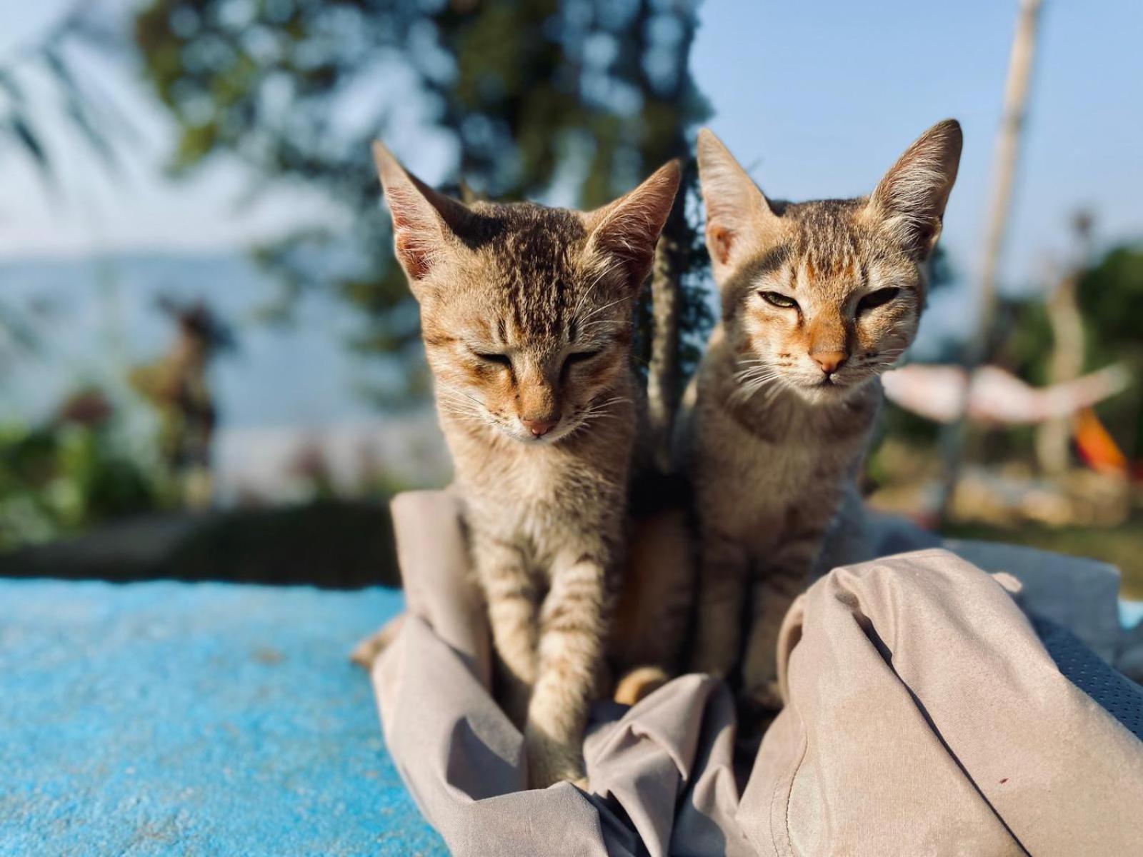 Hom'S Homestay & Farmstay Sarangkot Pokhara Eksteriør bilde