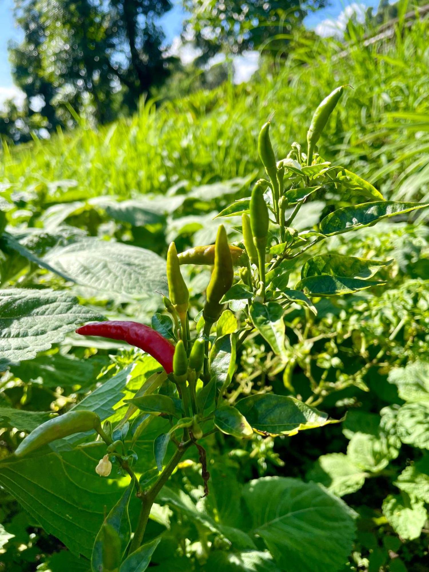 Hom'S Homestay & Farmstay Sarangkot Pokhara Eksteriør bilde